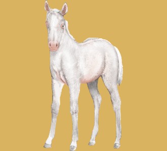 Arabian Horse ##STADE## - coat 7