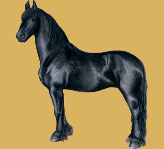 Take in a friesian horse breed horse