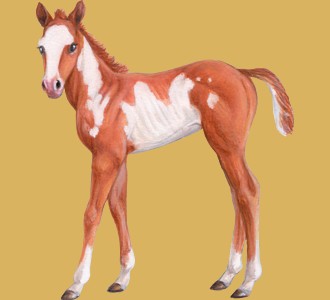American Paint Horse ##STADE## - coat 35