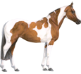 American Paint Horse ##STADE## - coat 5