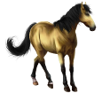 Marquesas horse ##STADE## - coat 20