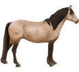 Connemara Pony ##STADE## - coat 20