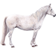 Connemara Pony ##STADE## - coat 52